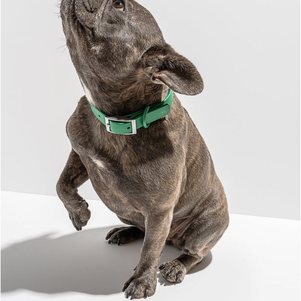 WILD ONE Collars for Dogs medium - Picture 2 of 4